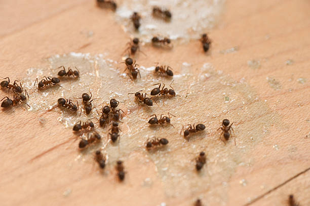 Best Pest Prevention Services  in Uhland, TX